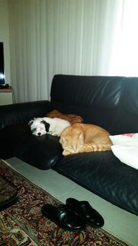 reni und kater schlafen auf sofa